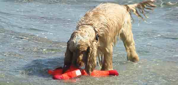 Urlaub mit Hund 2